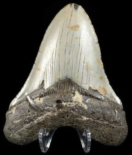 Bargain, Megalodon Tooth - North Carolina #65693